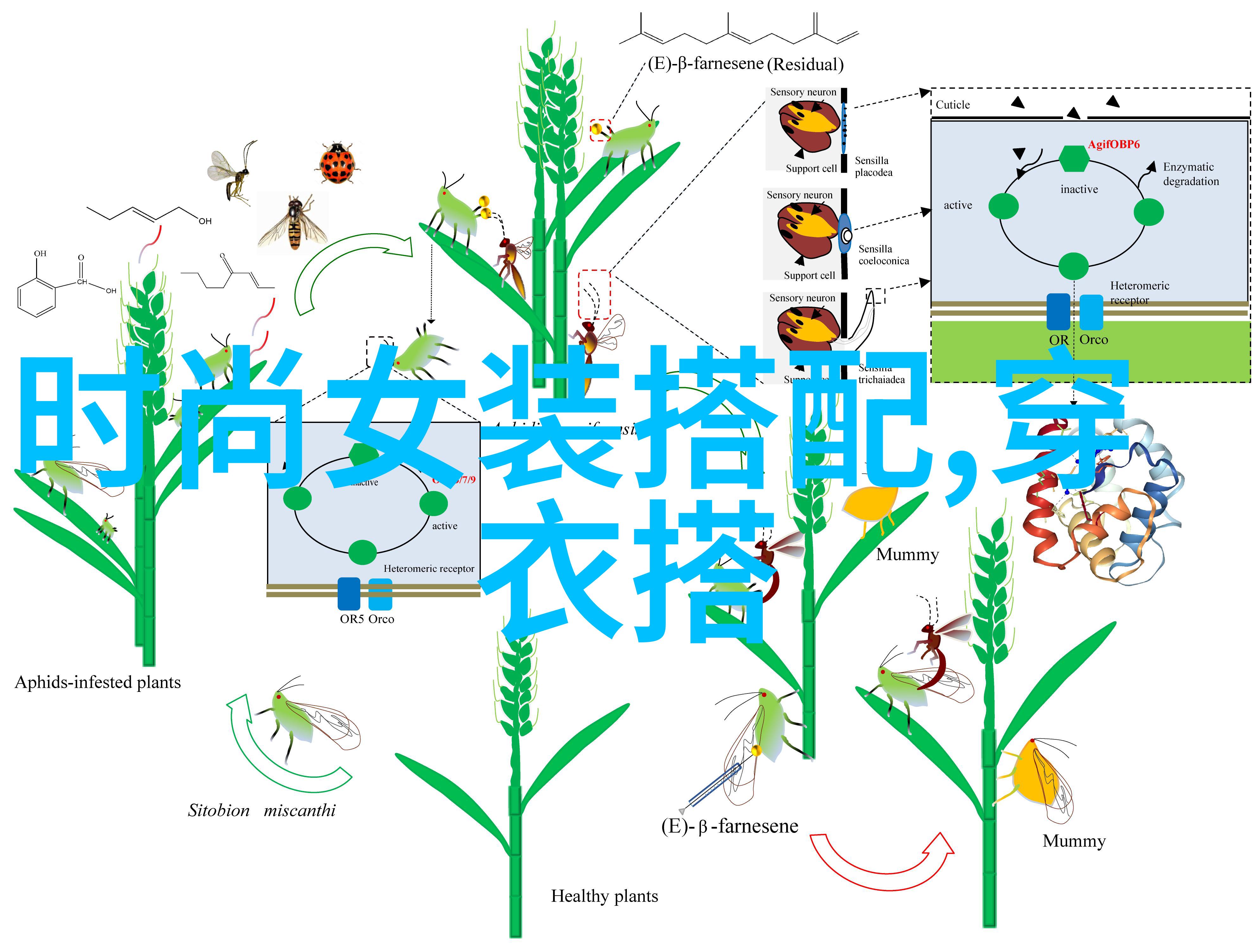 康奈理论与其在现代社会学研究中的应用